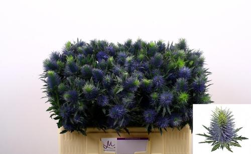 Eryngium Supernova Questar