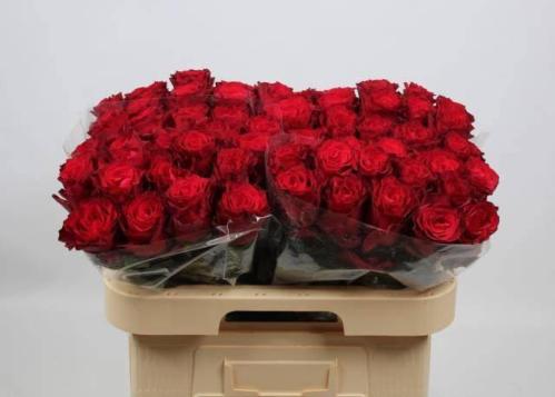 Rosa grootbloemig Rhodos