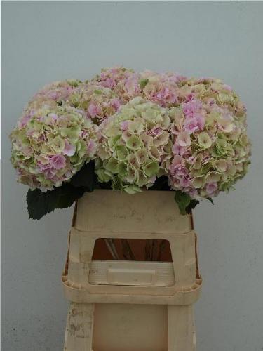 Hydrangea macrophylla 'Verena' (classic)