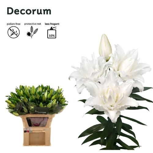 Lilium (Oriental Grp) dubbel Roselily Nadia