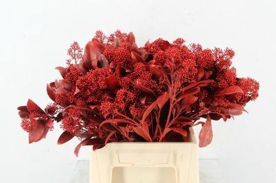 Skimmia per bos overig kleurbehandeld H%