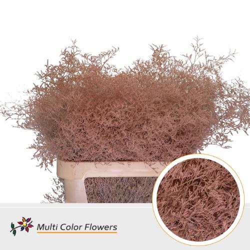 Limonium overig kleurbehandeld H%