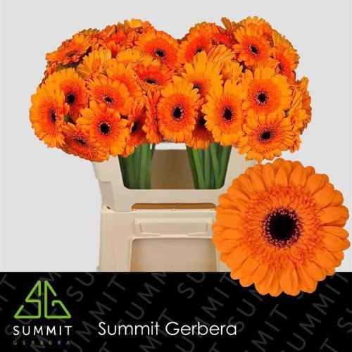 Gerbera mini Madison