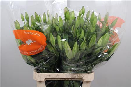 Lilium Oriental x Trumpet Grp 'Zambesi'
