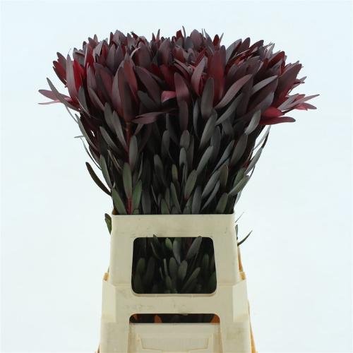 Leucadendron 'Safari Sunset'