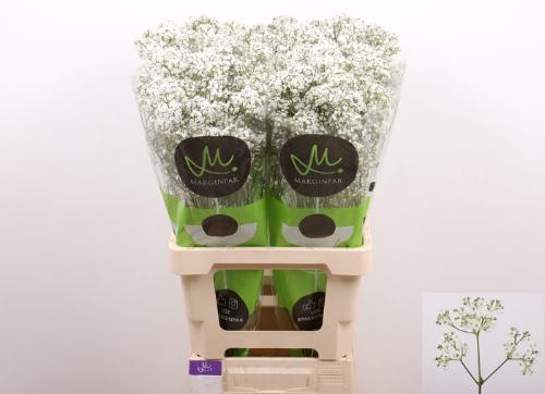 Gypsophila paniculata Ophelia