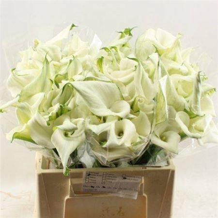 Zantedeschia 'Crystal Blush'