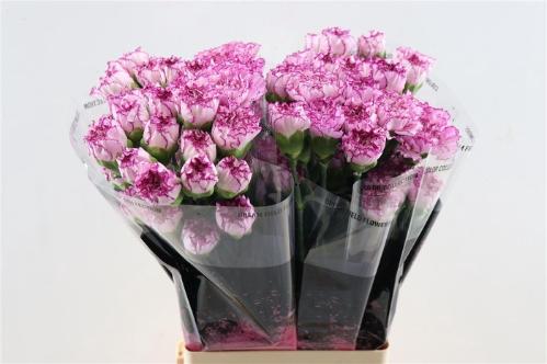 Dianthus standaard Boheme