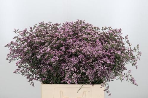 Limonium Safora Oshi Pink