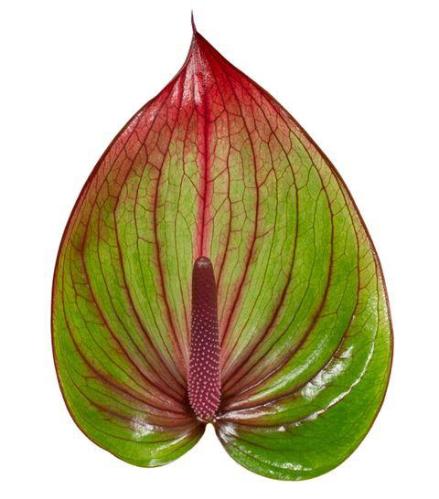 Anthurium (Andreanum Grp) Barika