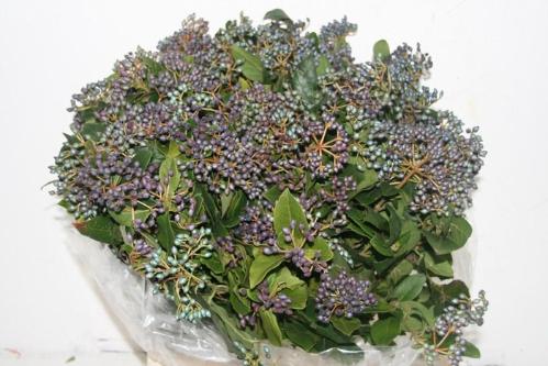 Viburnum per bos overig met bes