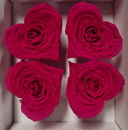 Rosa grootbloemig kleurbehandeld H%