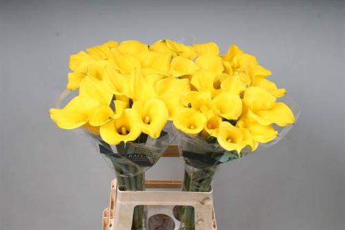 Zantedeschia Sunny Art