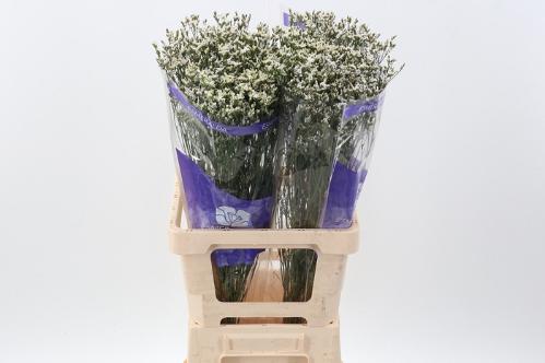 Limonium sinuatum overig
