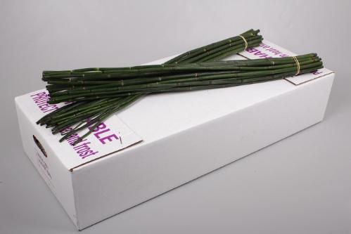 Equisetum Rush per bos