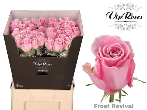 Rosa grootbloemig kleurbehandeld H%