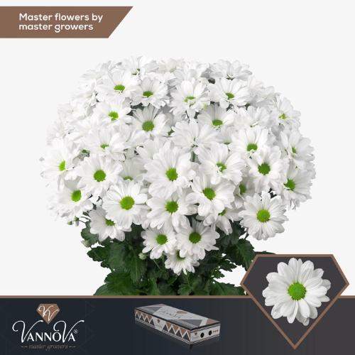 Chrysanthemum Indicum Grp tros Kennedy