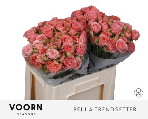 Rosa tros Bella Trendsetter