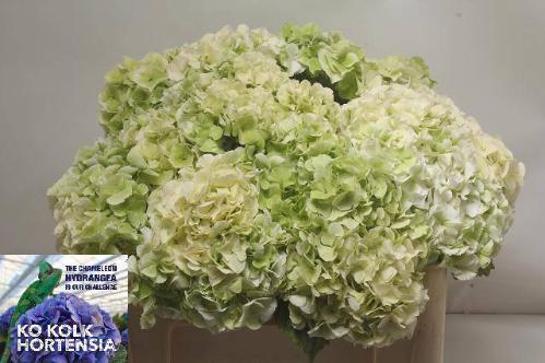 Hydrangea macrophylla Allure (classic)