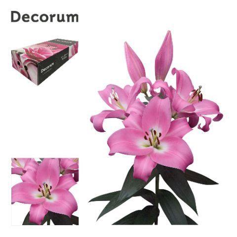 Lilium Oriental x Trumpet Grp 'Tabledance'