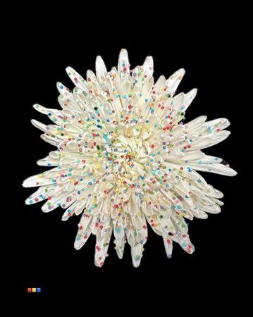 Chrysanthemum geplozen kas kleurbehandeld H%