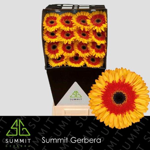 Gerbera grootbloemig Candycorn