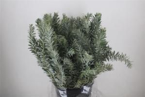 Acacia baileyana bloeiend per bos 'Purpurea'Dealbata Grp
