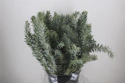 Acacia baileyana bloeiend per bos 'Purpurea'Dealbata Grp