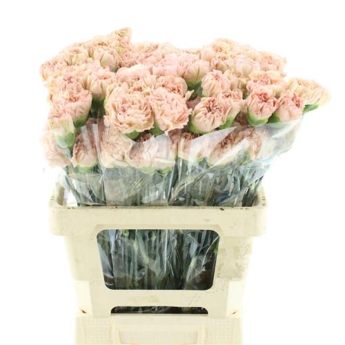 Dianthus standaard 'Lege Marrone'