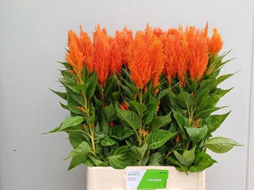 Celosia Plumosa Grp 'Apricot Brandy'