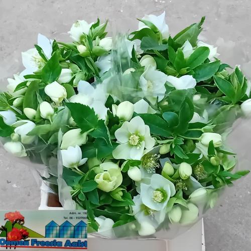 Helleborus 'Queens White'