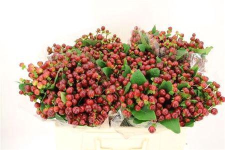 Hypericum x  inodorum Magical Cherry