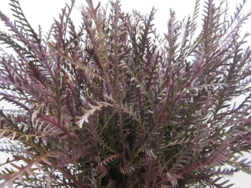 Decoratiegroen kleurbehandeld H%