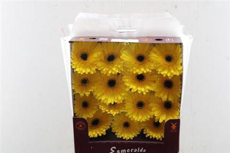 Gerbera grootbloemig 'Don Leo'