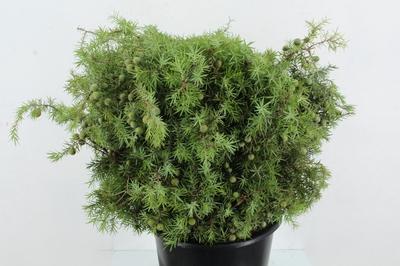 Decoratiegroen overig