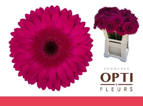 Gerbera grootbloemig Martini