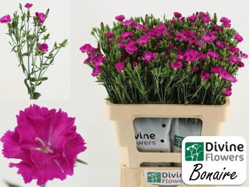 Dianthus Raffine Bonaire