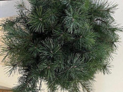 Pinus 'Alaska'