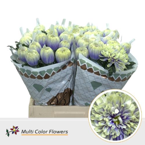 Chrysanthemum (Indicum Grp) geplozen Antonov kleurbehandeld H%