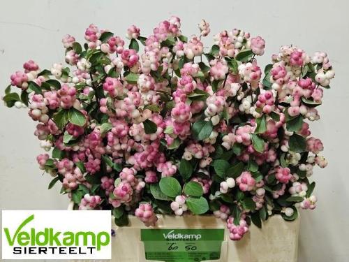 Symphoricarpos (Pink Berry Grp) Magical Red Riding Hood