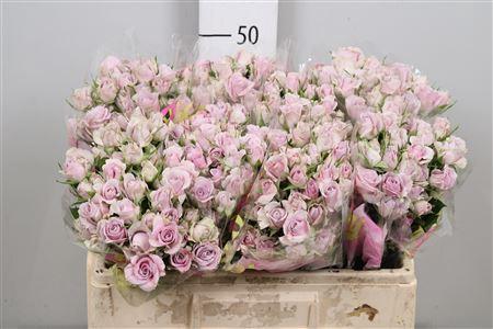 Rosa tros Silver Shadow