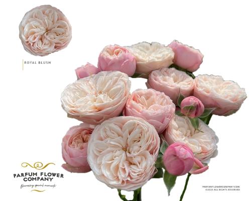 Rosa tros Royal Blush