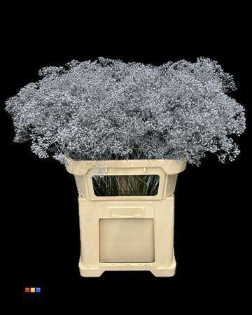 Gypsophila overig kleurbehandeld H%