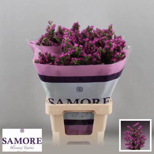 Limonium sinuatum Rosa Sun Birds