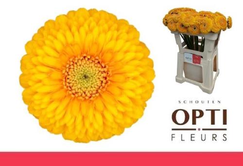 Gerbera mini bolvormig Pomponi Honeydew