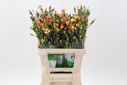 Dianthus tros overig