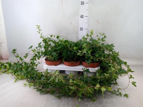 Hedera helix 'Shamrock'