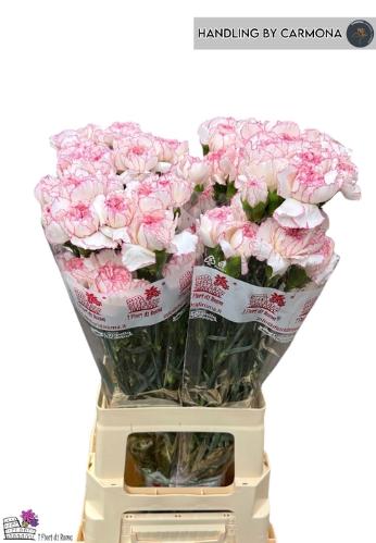 Dianthus standaard 'Pastel Damascus'