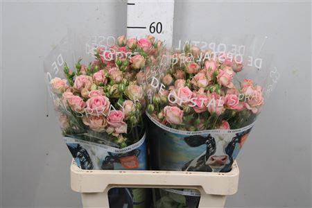 Rosa tros Pepita