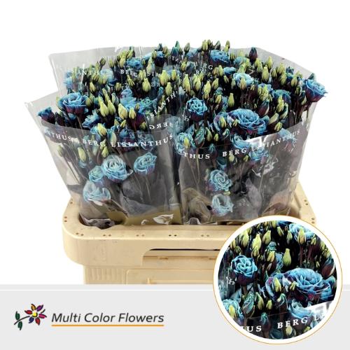 Eustoma russellianum enkel kleurbehandeld H%